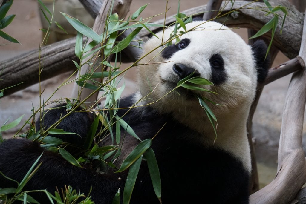 google-panda-update.jpg